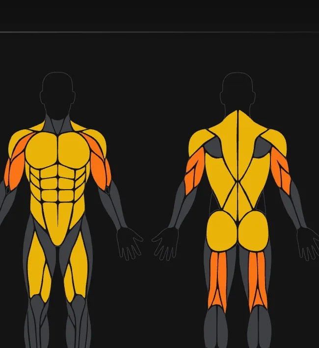 Front and back body map coloured by muscle load